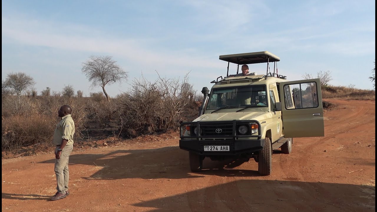 Национальный парк Тарангире с Эводи — утро 2 октября.