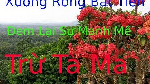 Cây Phong Thủy Xương Rồng Bát Tiên Đem Lại Sự Manh Mẽ Trừ Tà Ma