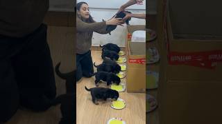 Rottweiler Puppies  Ne Ek Saath Pehli Baar Khaya Ghar Ka Khaana #shorts #rottweiler #dogs #bubzee