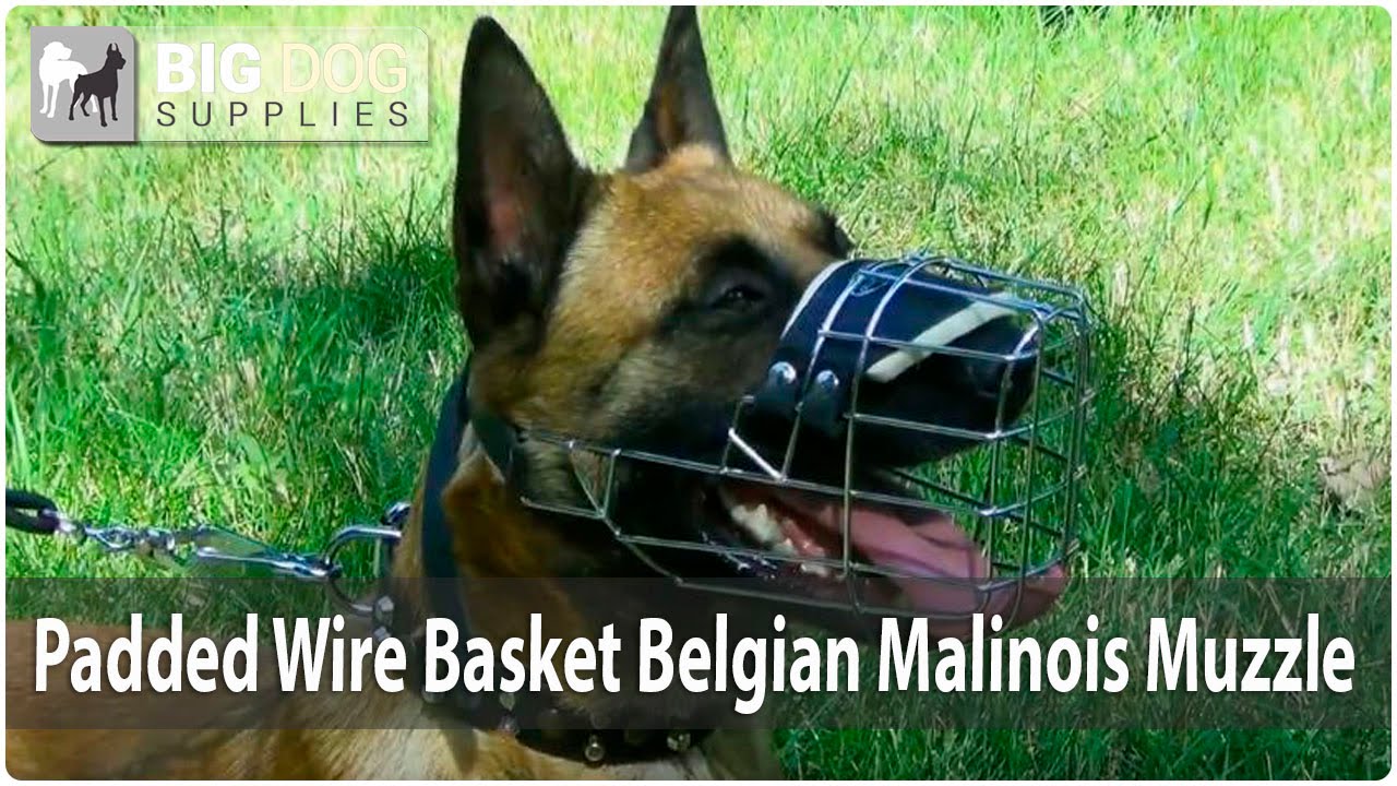 best muzzle for belgian malinois