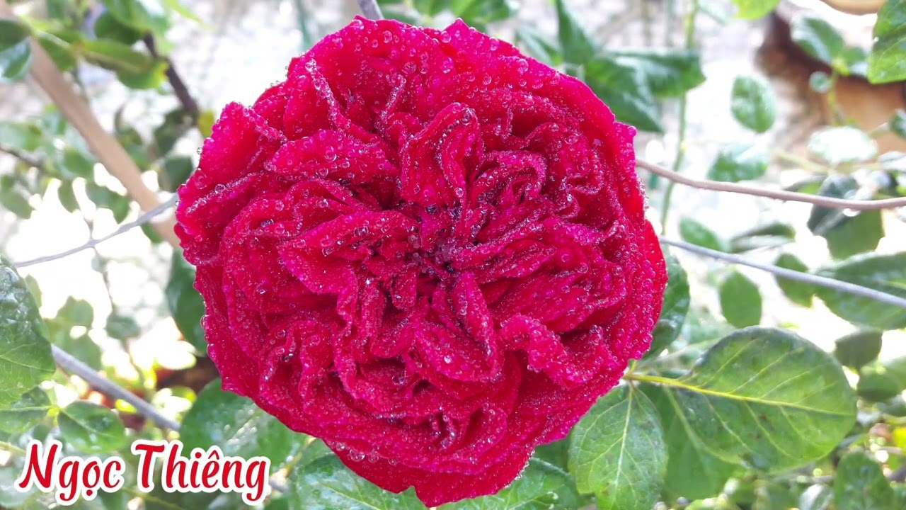 LK Nhạc Hoa Lời Việt