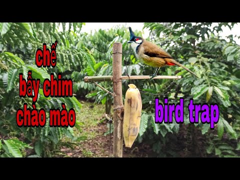 CÁCH BẪY CHIM CHÀO MÀO - CHẾ BẪY CHIM CHÀO MÀO