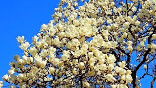 Цветение Магнолии в Южной Корее . Magnolia blossom in South Korea.