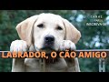 LABRADOR, O CÃO AMIGO.