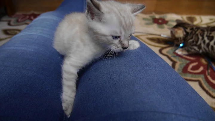 Video 4033071: lynx point bengal kitten, lynx point male bengal, spotted male bengal kitten