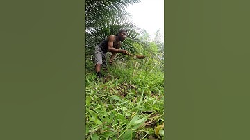 Harvesting cassava part 729 #shorts #farming #cassava #nature  #cassavaroots #cassavafarming