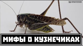 В траве сидел кузнечик. Разрушение детских мифов. // Clever Cricket