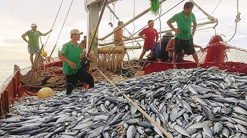 Cứ tưởng ,đánh được vác lưới 6tấn gần được 100triệu,ai ngờ.....#sóng biển hứa đông.