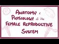 Anatomy and physiology of the female reproductive system