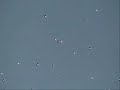 UFO fleet on January 28 2005 - in Mexico