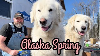 All Things Spring on the Alaska Homestead...and maybe...BABIES!!