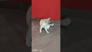 Cute orange cat at Jollibee