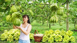 Harvesting Buddha's Hand Fruit Goes To Market Sell  Harvest salad greens | Phuong Daily Harvesting