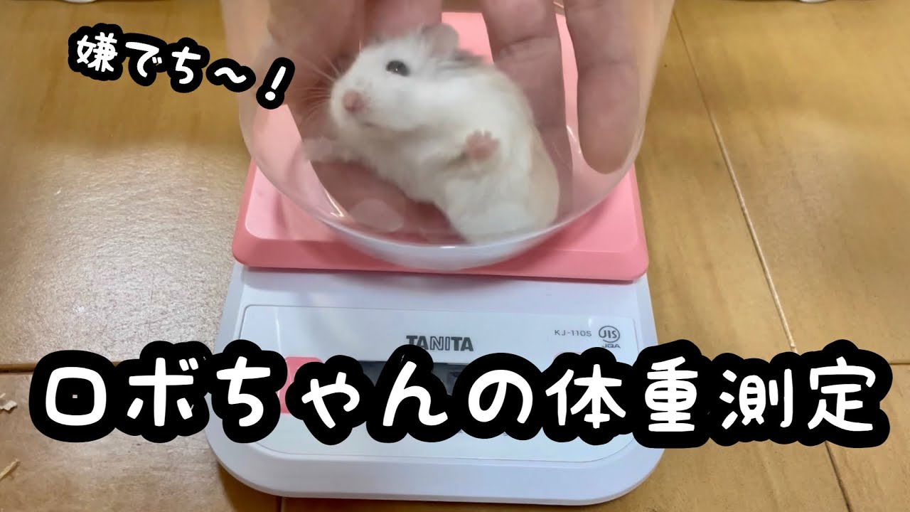 ロボロフスキーハムスターの体重測定 Youtube