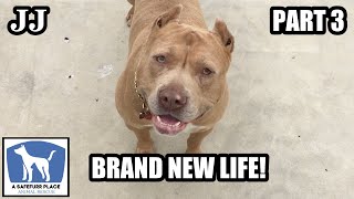 Big, Handsome Pit Bull Is The Happiest Rescue Dog Ever You'll See! by A Safefurr Place Animal Rescue 125,474 views 2 years ago 8 minutes, 44 seconds