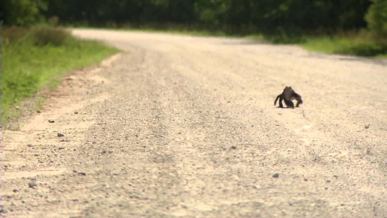 GATOR SITTING ON CATFISH LAKE ROAD YouTube