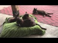 Burmese Cat - Reintroduction of The Royal Cats Back to Burma の動画、YouTube動画。
