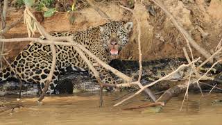 Big cats versus crocodiles, can a jaguar kill a large black caiman?