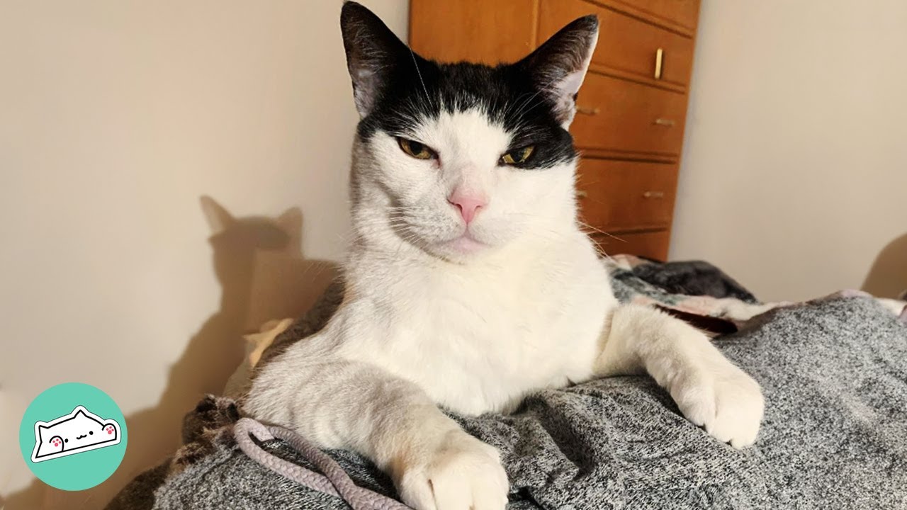 Woman Teaches Bossy Cat To Talk. She Quickly Regrets It  | Cuddle Buddies