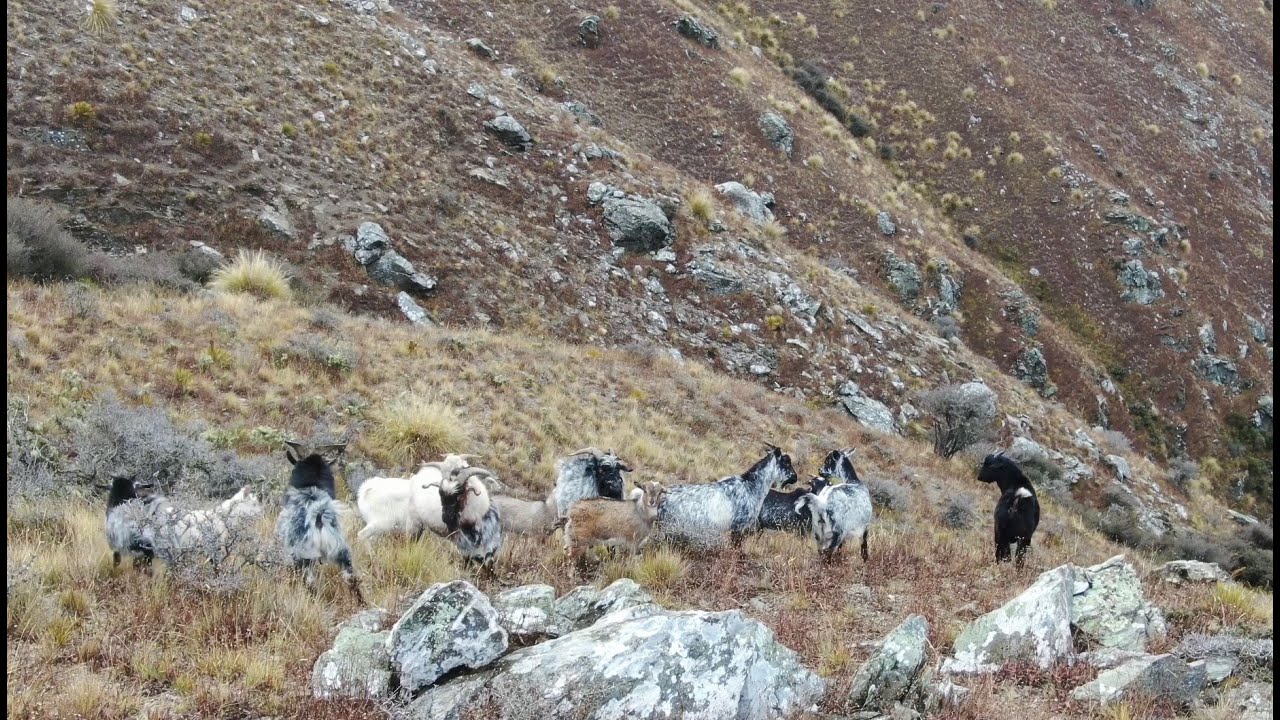 Mavic Pro 2 Wild Goats Central Otago Youtube 