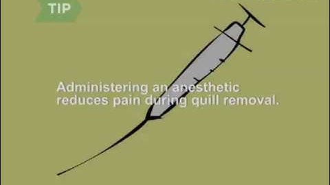 How to Remove Porcupine Quills