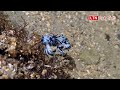 「緣邊海神」首次現蹤北台灣？「小一號」海蛞蝓美麗身影曝光