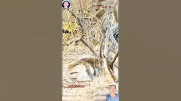 một con linh dương bị một con trăn lớn bắt dữ và cái kết #shortvideo #shorts #Anhuttv