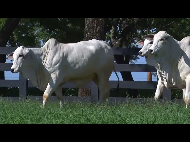 LOTE 050 - LAJA 973 946 - DSF 6681 - LEILÃO VIRTUAL FAZENDA NOVA GENÉTICA 2024