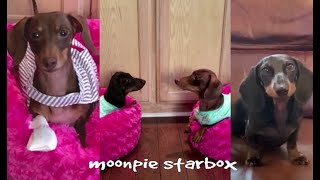 Chapter 15: Moonpie Starbox TikTok Compilation