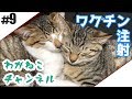 #9【吾輩】ワクチン注射【猫】