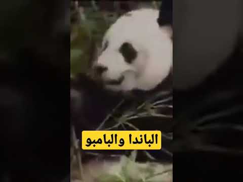 باندا تأكل 50 كجم باليوم د مصطفى محمود