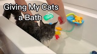 Bathing My 2 Cats by The Lexi Bunch 296 views 1 month ago 1 minute, 20 seconds