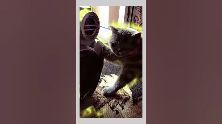 Video 7141351: cats funny fail, best funny cats fail, best funny cats dogs