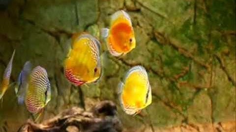 Bể Cá Dĩa Đẹp - Thiên Đường Cá Cảnh