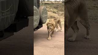Lion Pass Close to Safari Vehicle