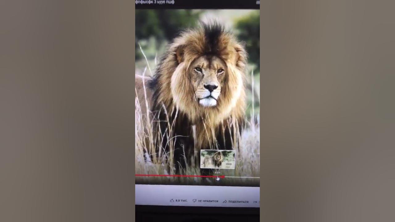 Lion Sounds Effects 🦁🔊