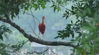 Garza o Ibis Rosada en Orito Putumayo