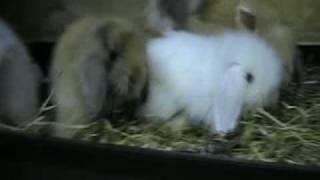 Saskia Baby3.mp4