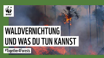 Warum wird der Regenwald illegal abgeholzt?