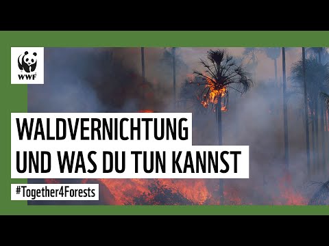 Warum wird Regenwald abgeholzt? | WWF Deutschland