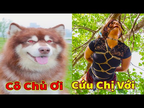 Thú Cưng TV | Gấu Alaska Gia Gia #24 | chó thông minh vui nhộn | Pets funny cute smart dog