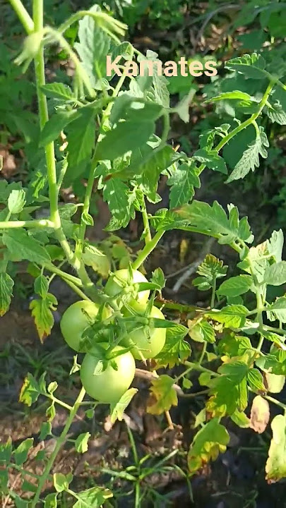 tanda ta sa ato kamates#highlights #farming