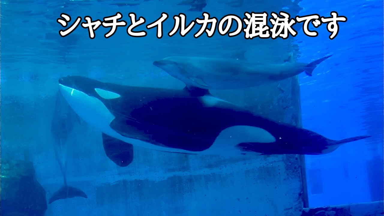 シャチのリンとイルカのセナとエール みんなで泳ぎます【名古屋港