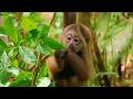 SOS Gibbons : les orphelins de la jungle