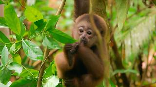 Download Lagu SOS Gibbons: De Junglewezen MP3