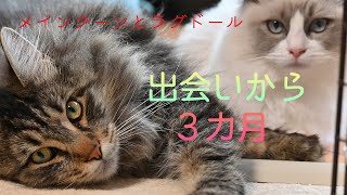 初めての多頭飼いか月!!メインクーンとラグドール仲良し猫になるまでを振り返る新入り猫を迎えて変わったこと、良かった事、課題、仲良くお昼寝特集