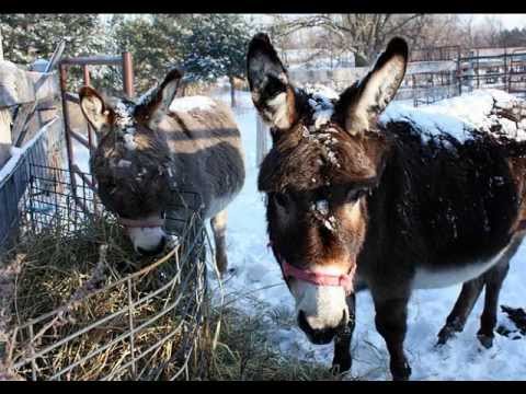 Guus Meeuwis  - De (Kerst)ezel