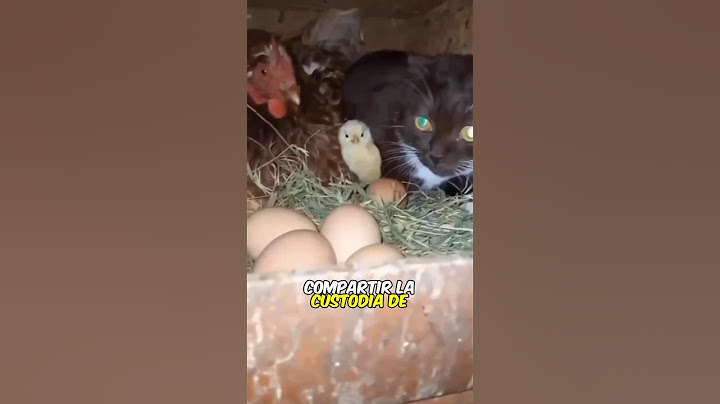 Gallina y Gato comparten Pollitos #shorts