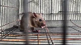 Adorable Mouse, Banana eating