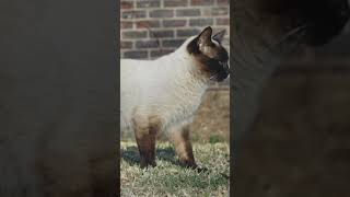 Cutest Siamese Cat enjoying the sunshine #shorts